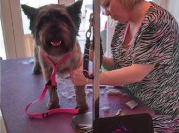 Neaks and Tidy Mobile Dog Groomer Horsham Henfield Cowfold