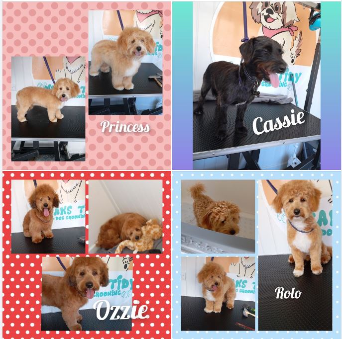 puppy-grooming-1.jpg